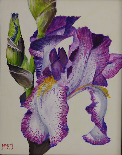 Blooming Iris 10x8 $500 at Hunter Wolff Gallery
